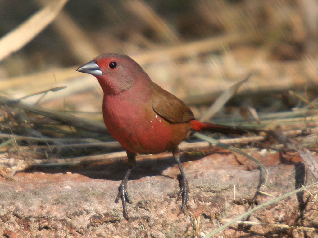 Jameson’s firefinch