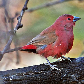 Pretty Jameson’s firefinch