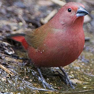 Pretty Jameson’s firefinch