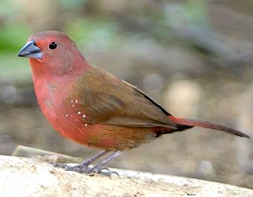 Pretty Jameson’s firefinch