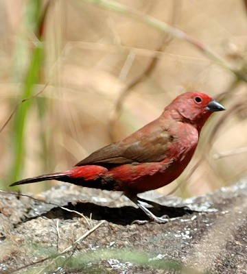 Pretty Jameson’s firefinch