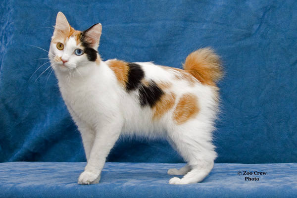 Japanese Bobtail - Cat Breed