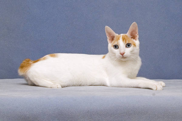 Nice Japanese Bobtail - Cat Breed