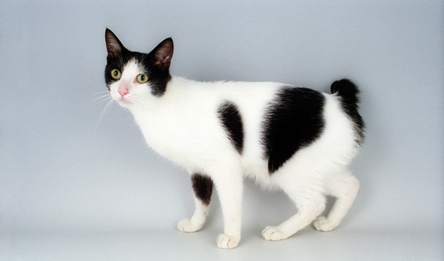 Pretty Japanese Bobtail - Cat Breed