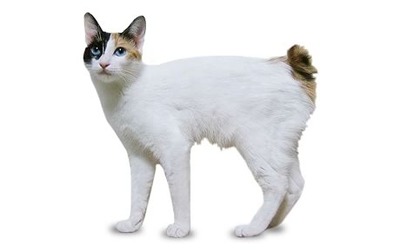 Cute Japanese Bobtail - Cat Breed