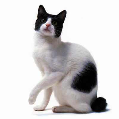 Japanese Bobtail - Cat Breed photo 