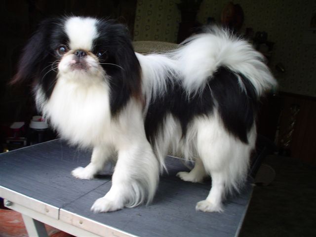 Japanese Chin - Dog Breed