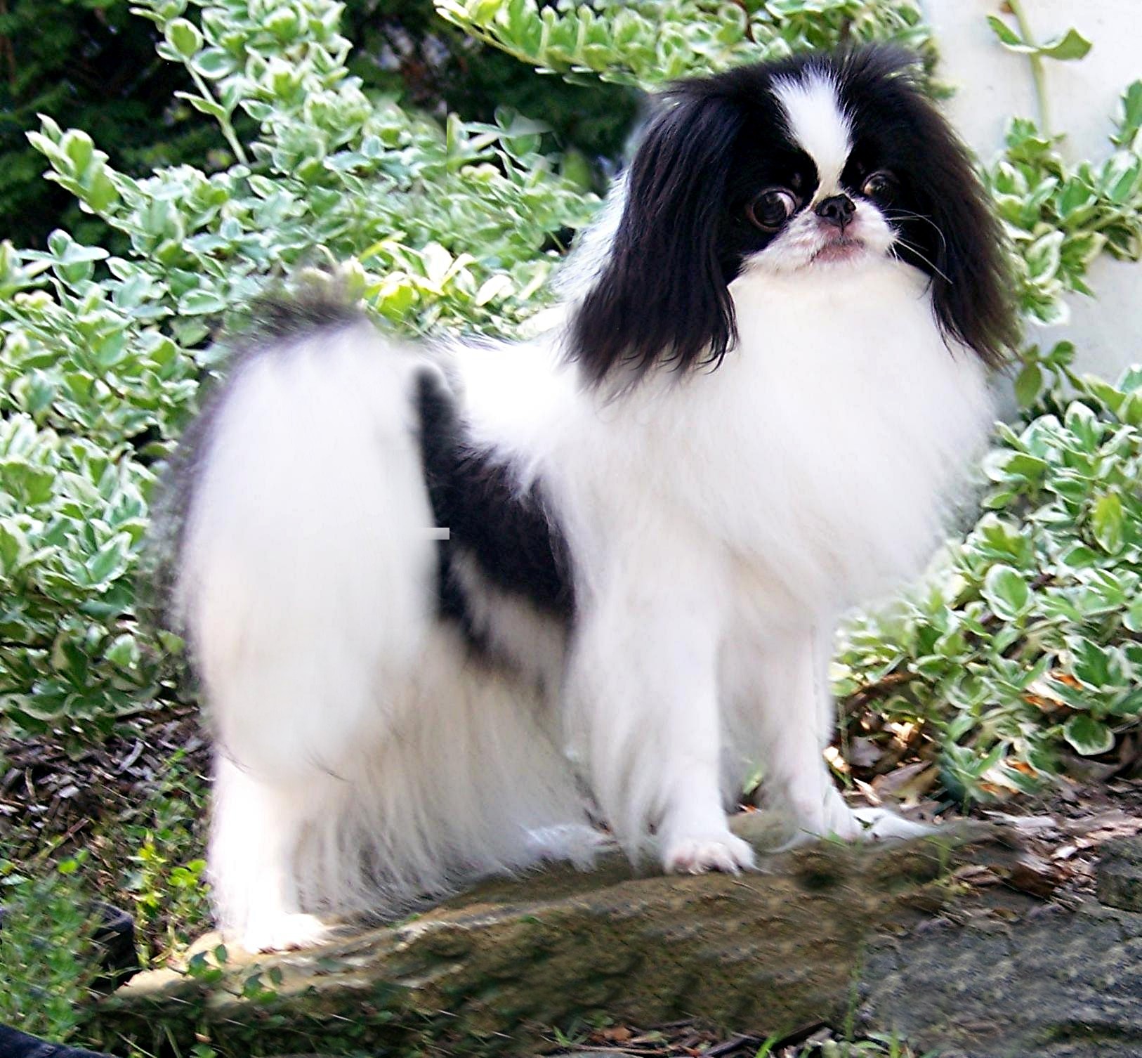 Cute Japanese Chin - Dog Breed