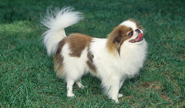 Wallpaper Japanese Chin - Dog Breed