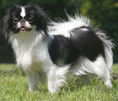 Japanese Chin - Dog Breed photo 