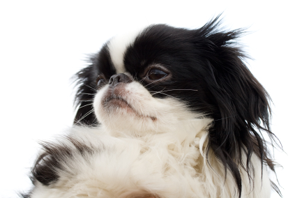 Japanese Chin - Dog Breed wallpaper