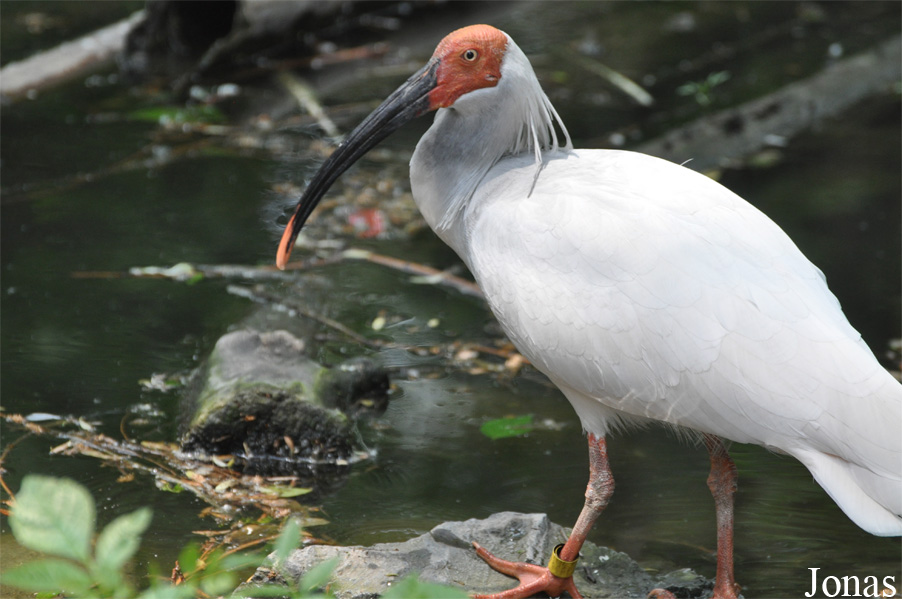 Pretty Japanese ibis
