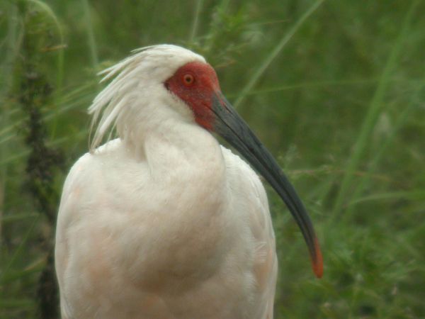 Pretty Japanese ibis