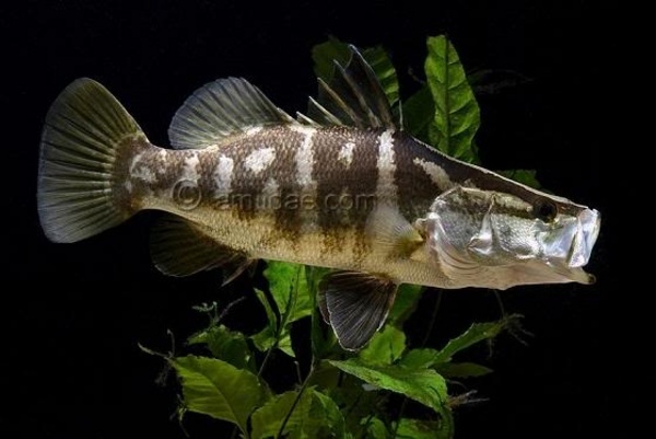 Japanese perch