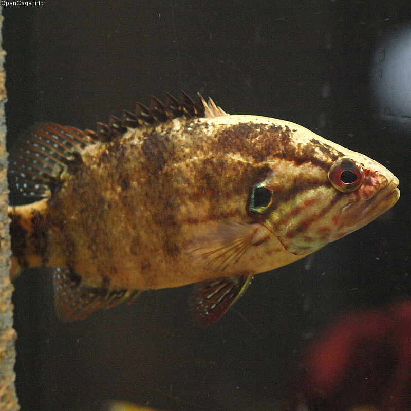 Pretty Japanese perch
