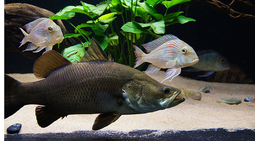 Pretty Japanese perch