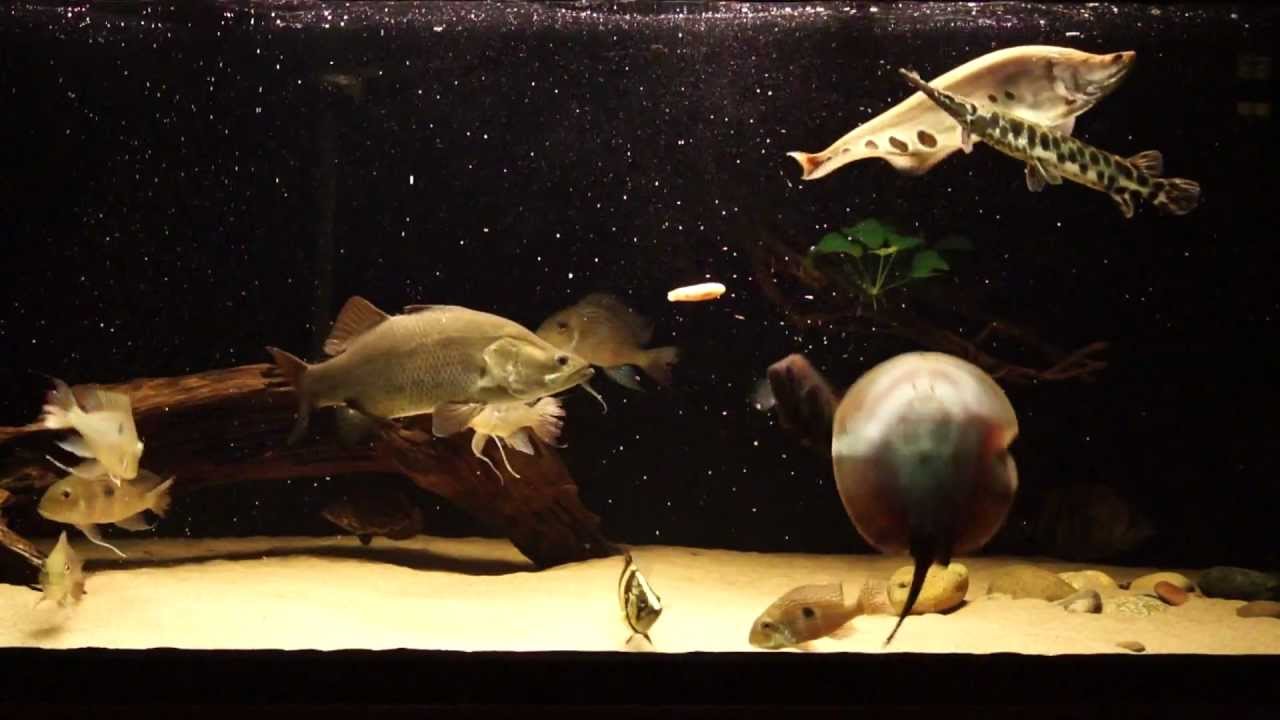 Pretty Japanese perch