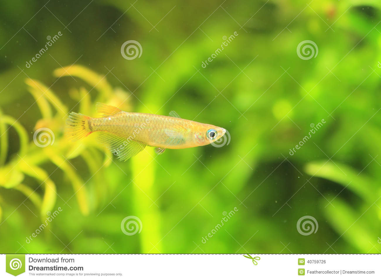 Japanese rice fish