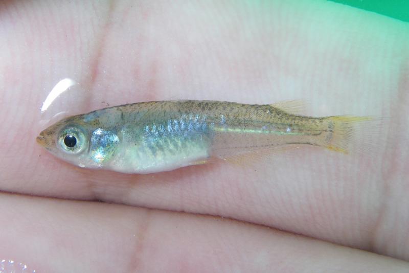Pretty Japanese rice fish