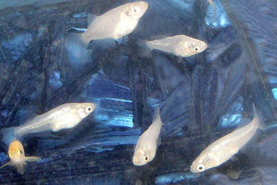 Pretty Japanese rice fish