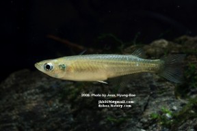 Pretty Japanese rice fish