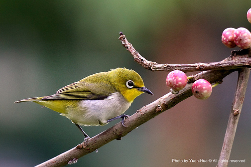Japanese white-eye