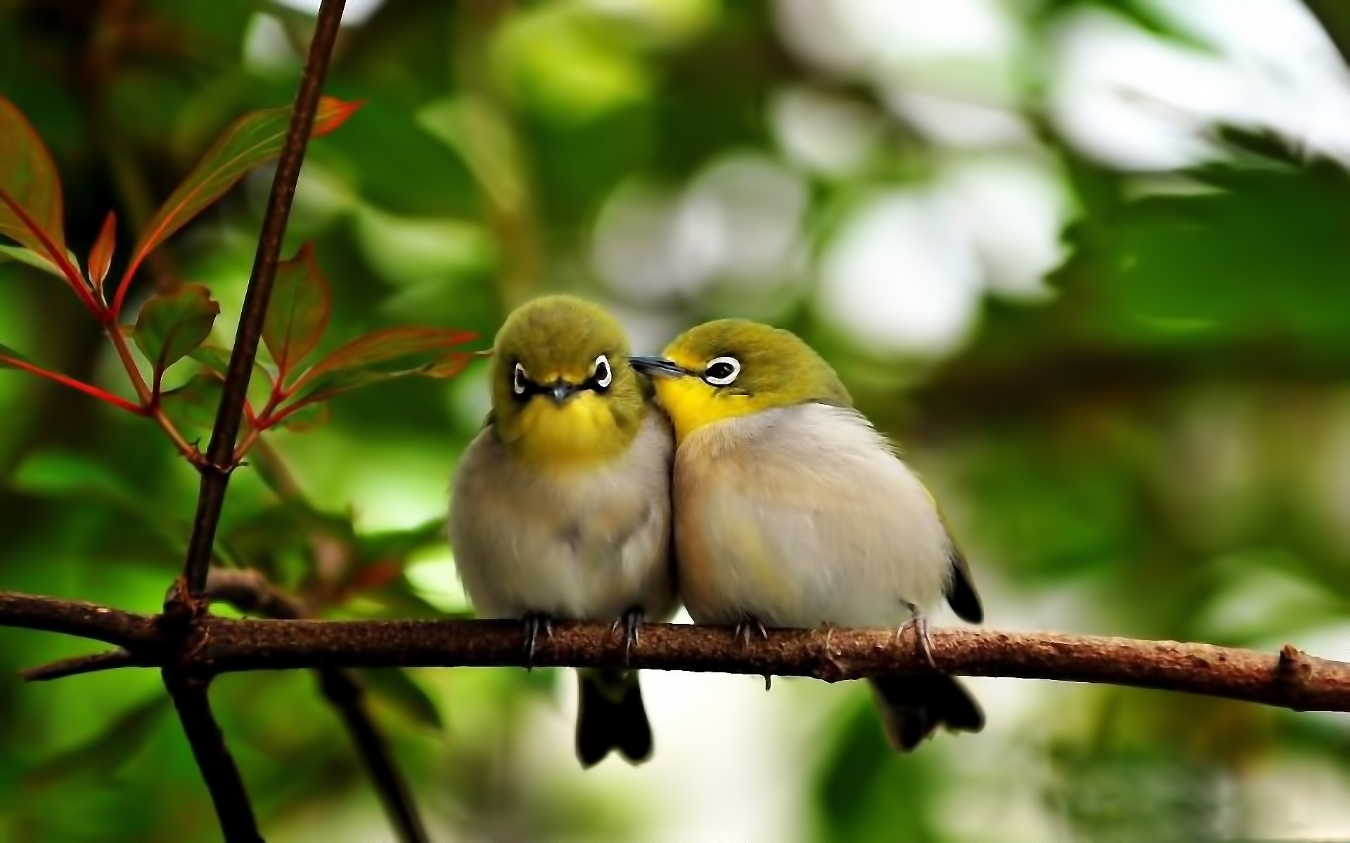 Pretty Japanese white-eye