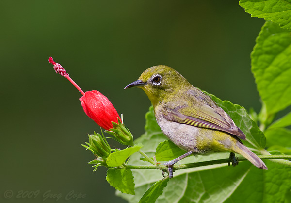 Pretty Japanese white-eye