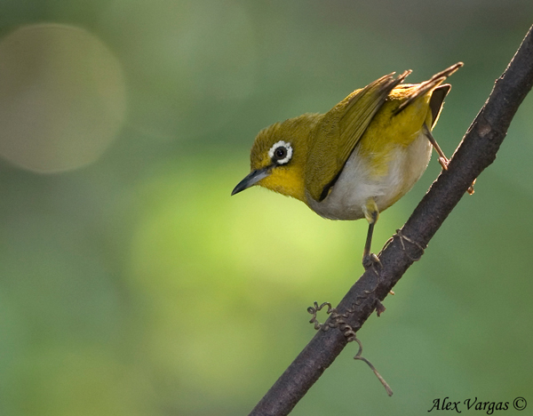 Pretty Japanese white-eye