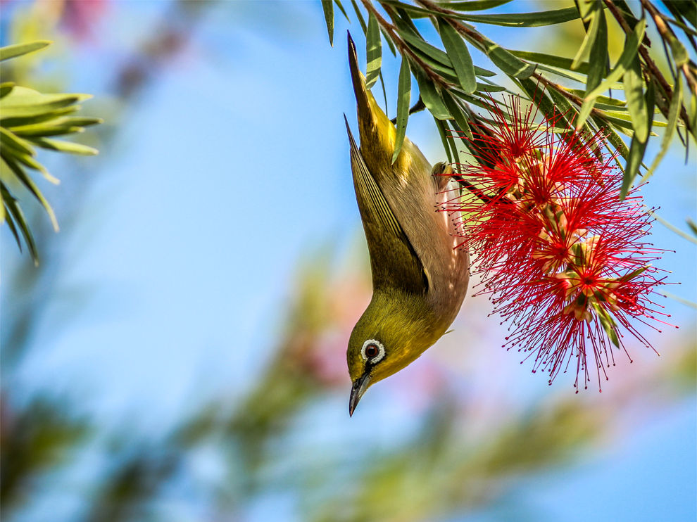 Pretty Japanese white-eye