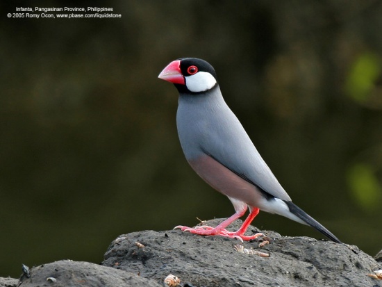 Java sparrow
