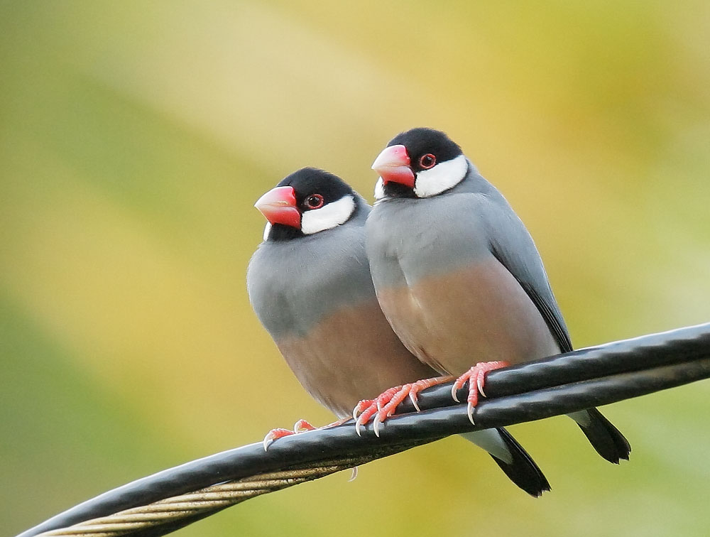 Pretty Java sparrow