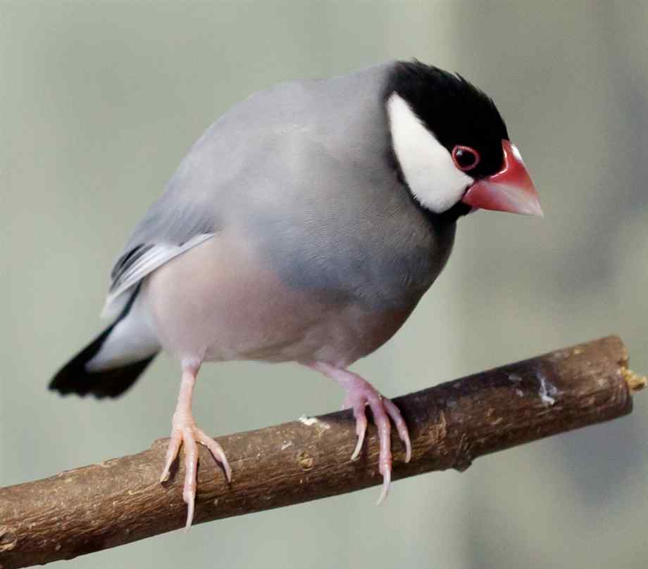Pretty Java sparrow