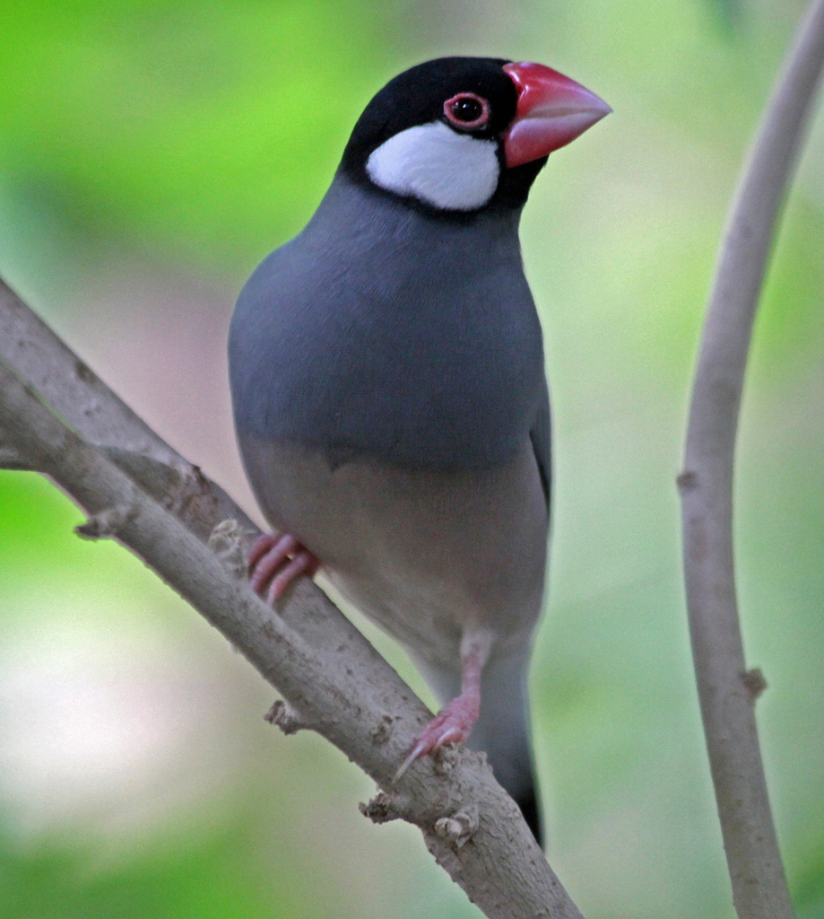 Pretty Java sparrow