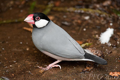 Pretty Java sparrow