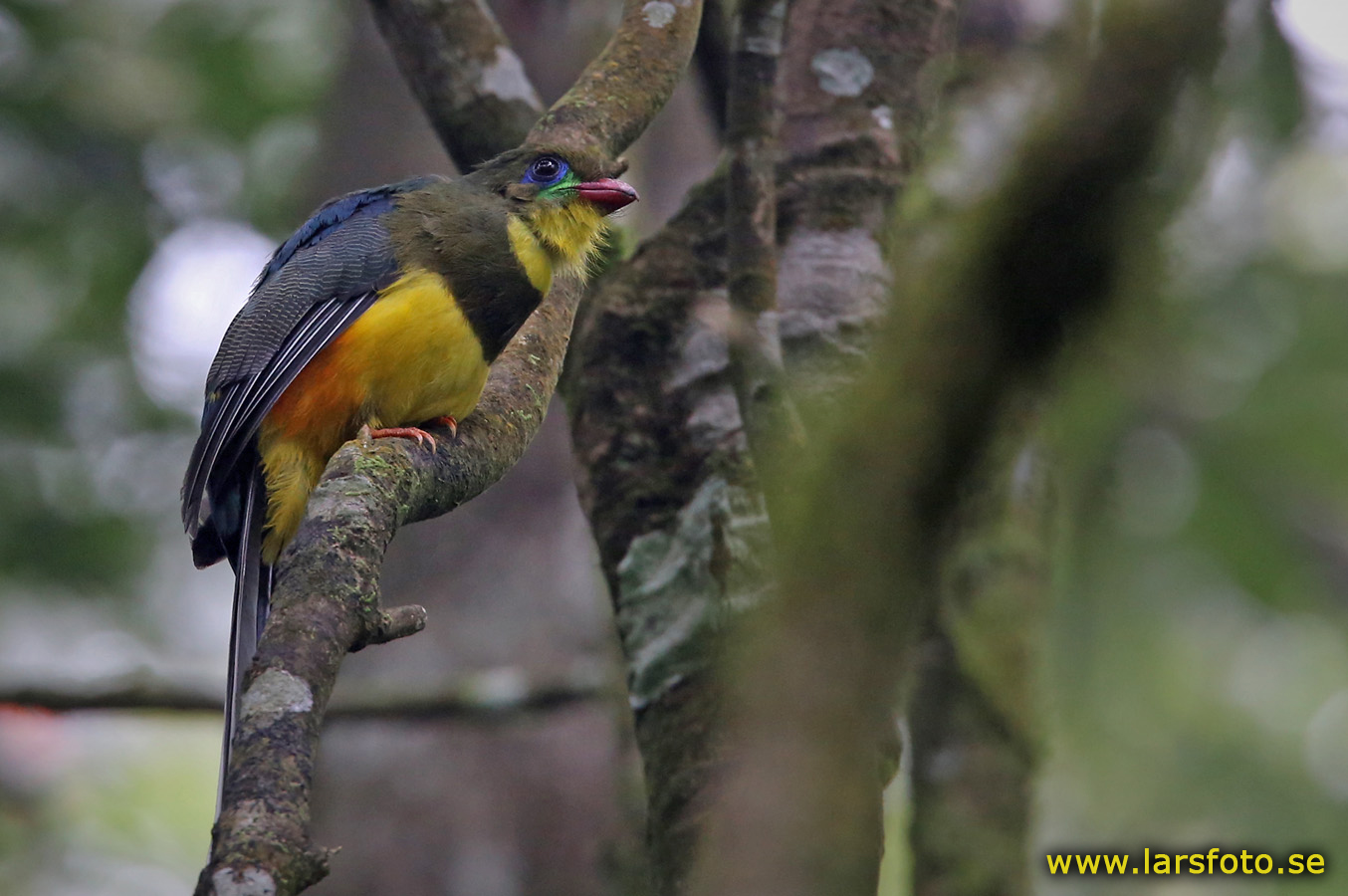 Javan trogon