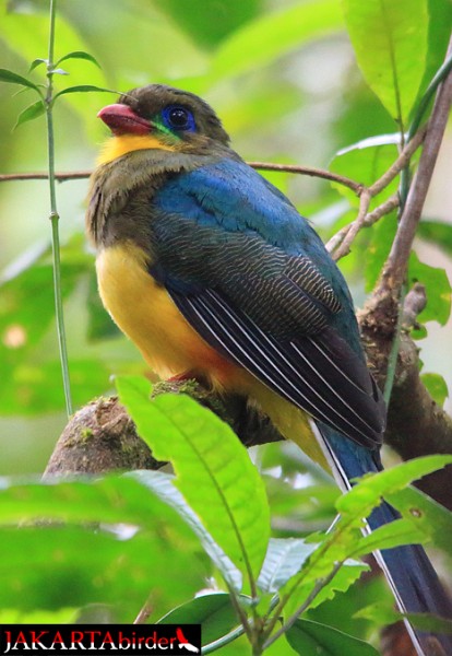 Pretty Javan trogon
