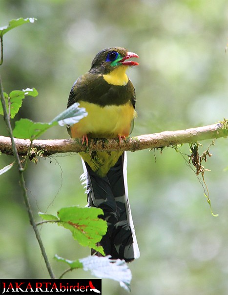 Pretty Javan trogon