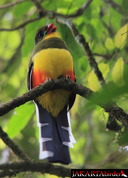 Pretty Javan trogon