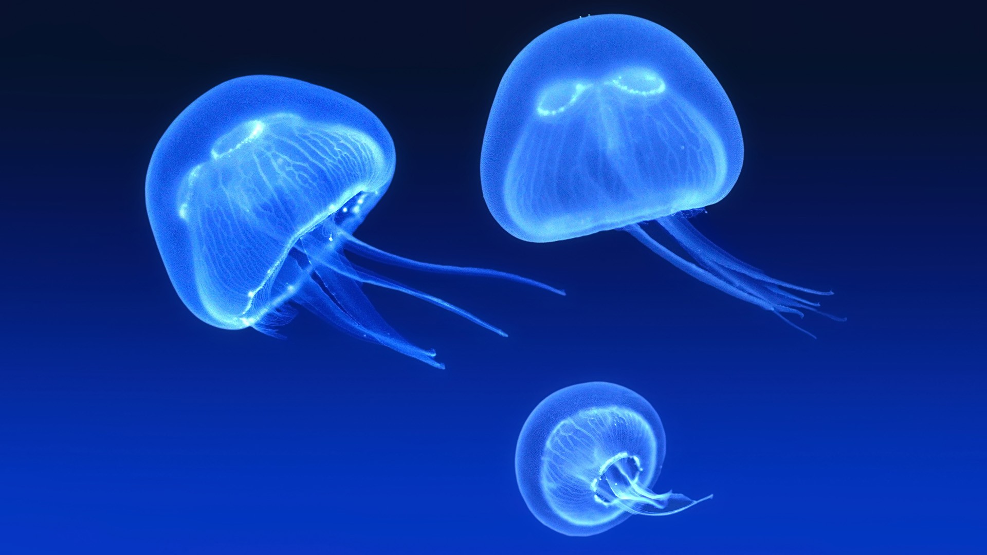 Cool Jellyfish