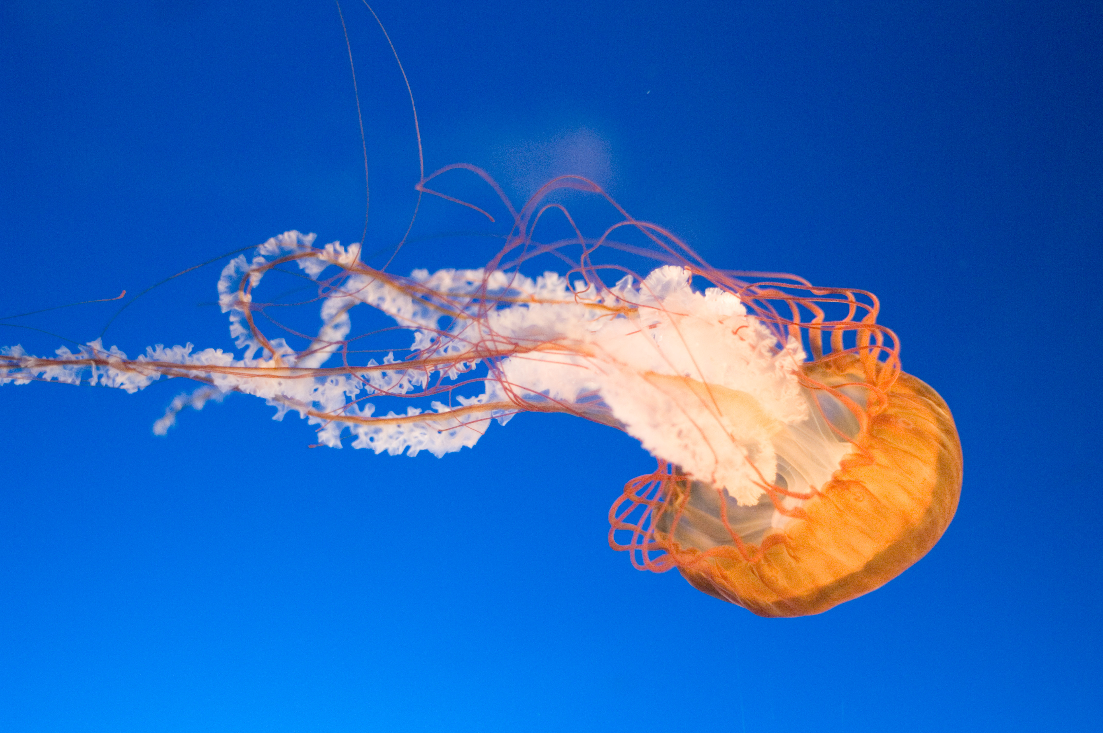 Jellyfish wallpaper
