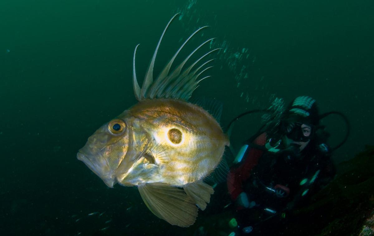 John dory