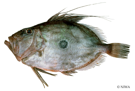 Pretty John dory