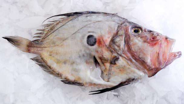 Pretty John dory