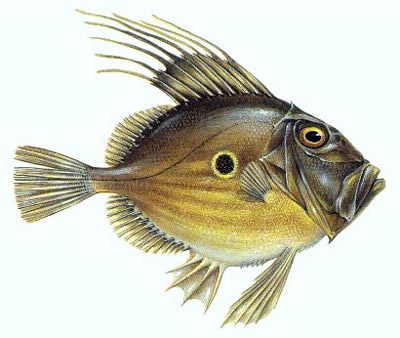 Pretty John dory