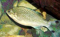 Pretty Jungle perch