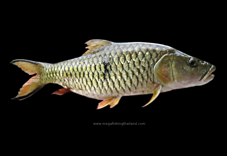 Pretty Jungle perch
