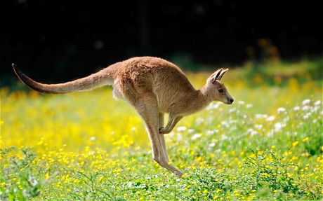 Kangaroo wallpaper
