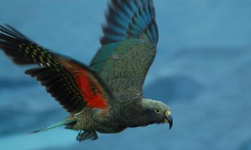 Pretty Kea