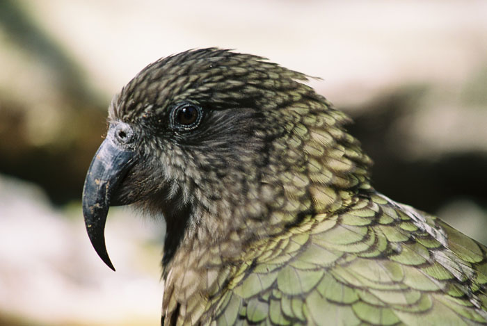 Pretty Kea